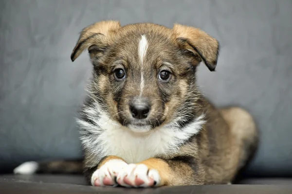 Schattig puppy — Stockfoto