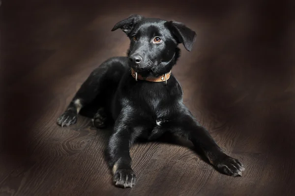 Zwarte pup — Stockfoto