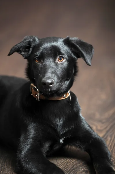 Black puppy — Stock Photo, Image