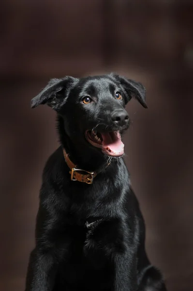 Zwarte pup — Stockfoto