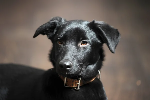 Siyah köpek yavrusu — Stok fotoğraf