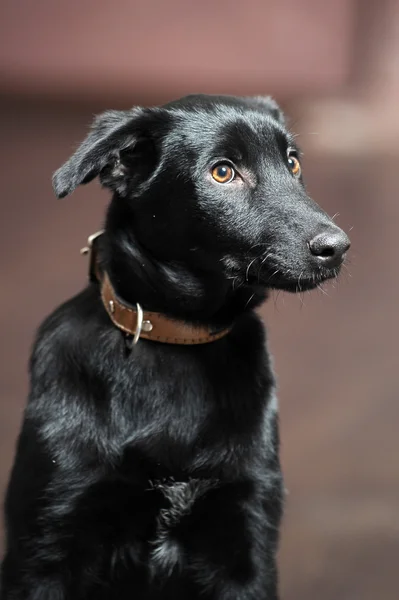 Чёрный щенок — стоковое фото