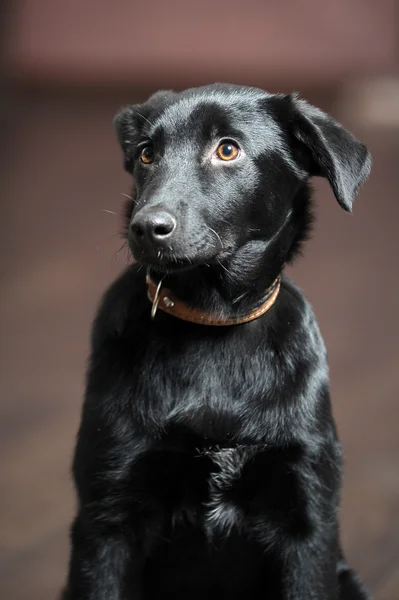 Black puppy — Stock Photo, Image