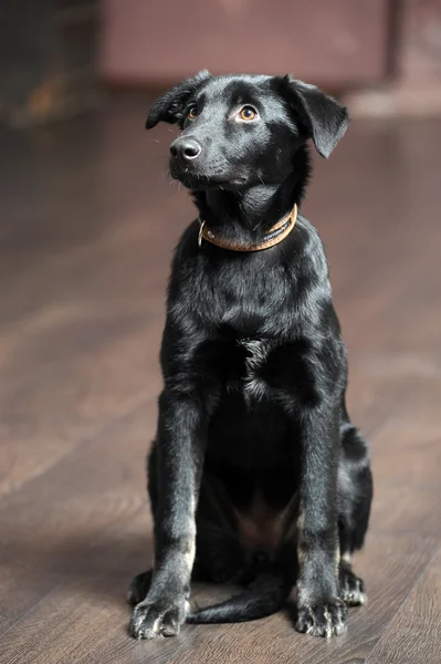 Cãozinho preto — Fotografia de Stock