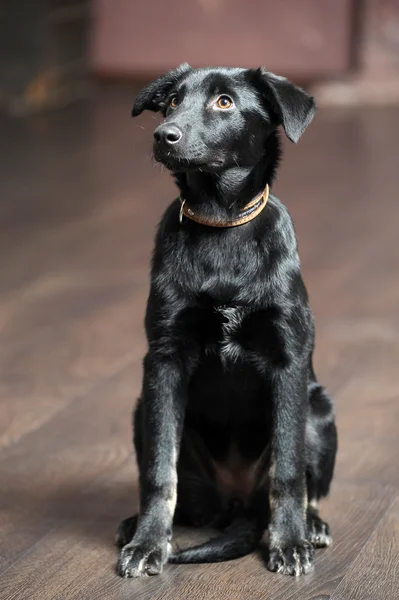 Black puppy — Stock Photo, Image