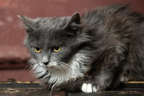 Gris con un blanco pecho esponjoso gatito — Foto de Stock