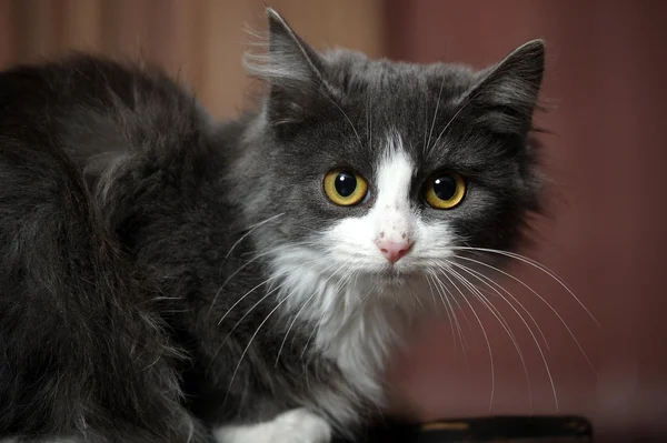 Gray with a white chest fluffy kitten — Stock Photo, Image