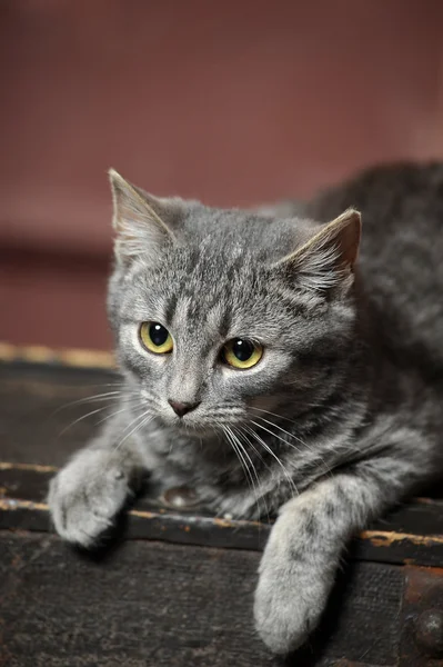 Серый кот — стоковое фото