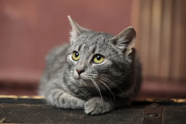 Gato gris — Foto de Stock