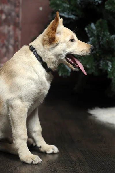 薄い子鹿のかわいい子犬 — ストック写真