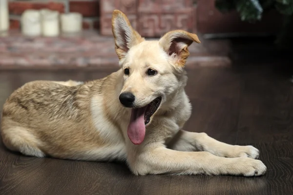 Sevimli soluk açık kahverengi köpek — Stok fotoğraf