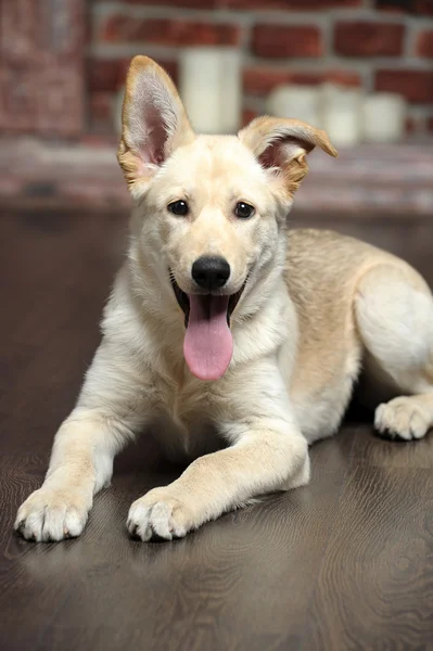 Sevimli soluk açık kahverengi köpek — Stok fotoğraf