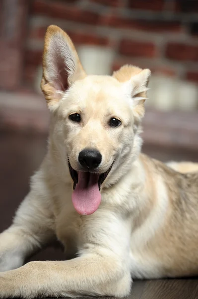 귀여운 창백한 폰 강아지 — 스톡 사진