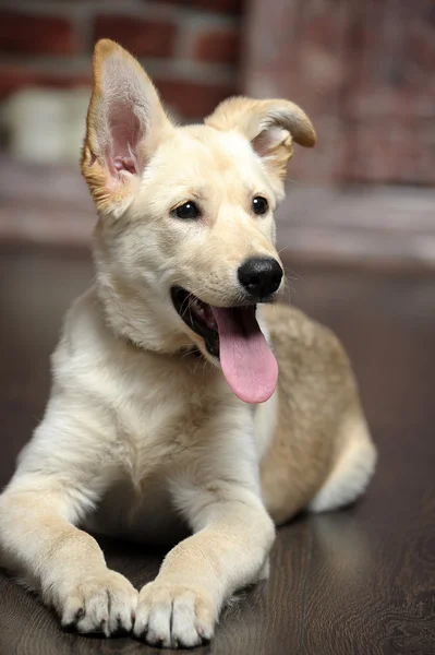 Lindo cachorro cervatillo pálido — Foto de Stock