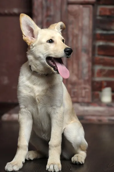 Bonito cachorro fawn pálido — Fotografia de Stock