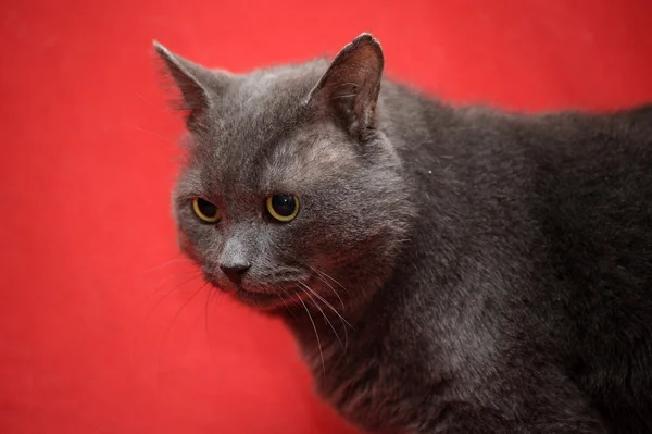 Gray cat — Stock Photo, Image