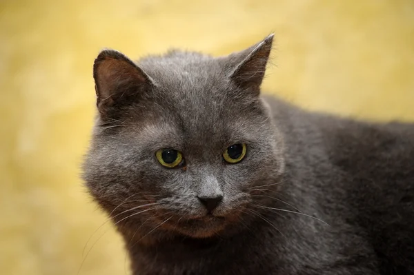 Gato gris — Foto de Stock