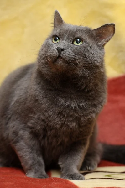 Szary kot — Zdjęcie stockowe