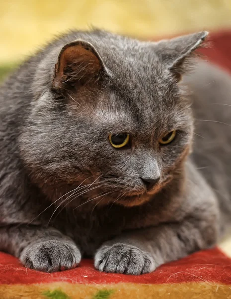 Gato cinzento — Fotografia de Stock