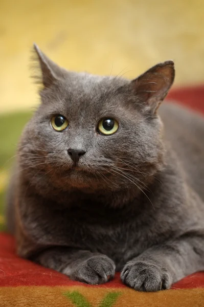 Gato gris — Foto de Stock