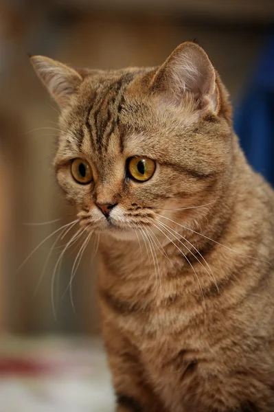 Britânico gato tabby — Fotografia de Stock