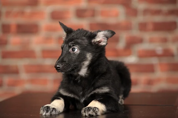 Puppy,dog.pet. — Stock Photo, Image