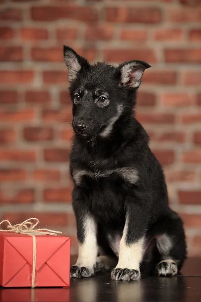 Black puppy and gift box — Stock Photo, Image