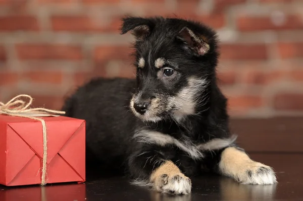 Cachorro negro y caja de regalo — Foto de Stock