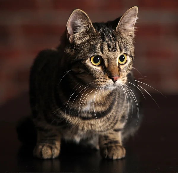 Striped kitten — Stock Photo, Image