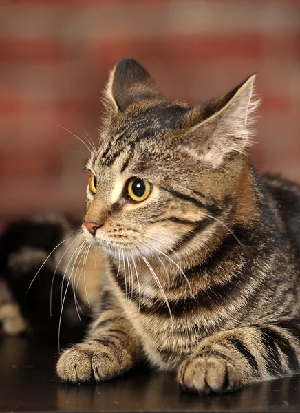 Gestreepte kitten — Stockfoto