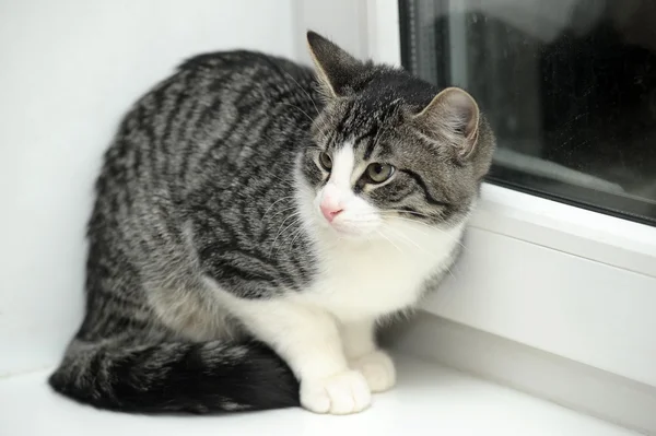 Gato en una ventana — Foto de Stock