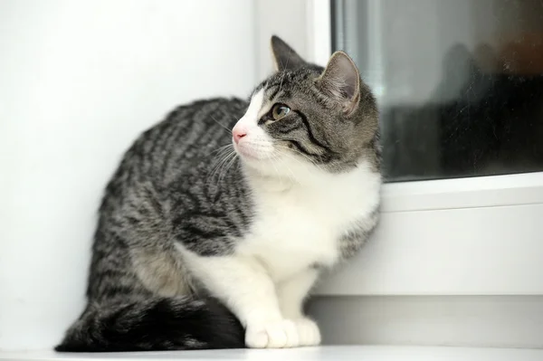 Kot w oknie — Zdjęcie stockowe