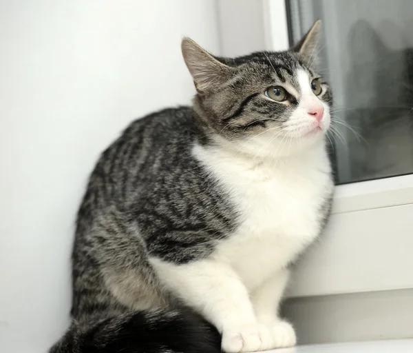 Gato em uma janela — Fotografia de Stock