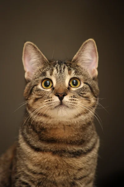 年轻的虎斑猫 — 图库照片