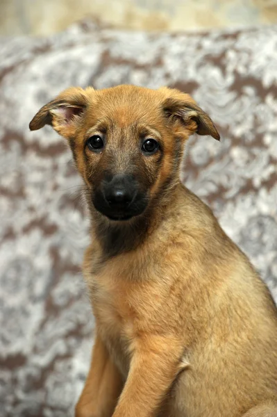 Filhote de cachorro de raça pura engraçado — Fotografia de Stock