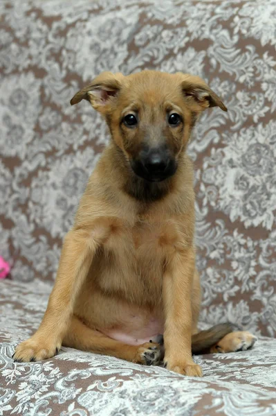 Funny purebred puppy — Stock Photo, Image