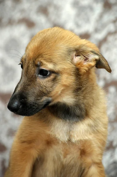 Filhote de cachorro de raça pura engraçado — Fotografia de Stock