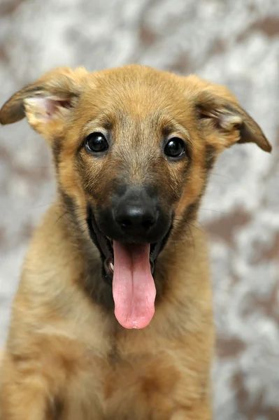 Funny purebred puppy — Stock Photo, Image