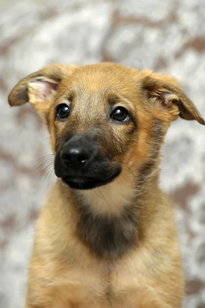 面白いの純血種の子犬 — ストック写真