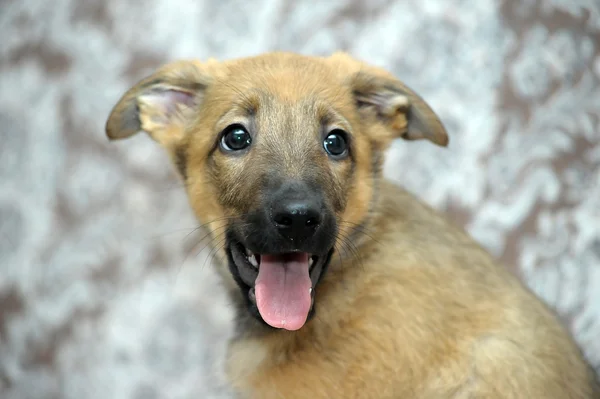 Divertente cucciolo di razza pura — Foto Stock