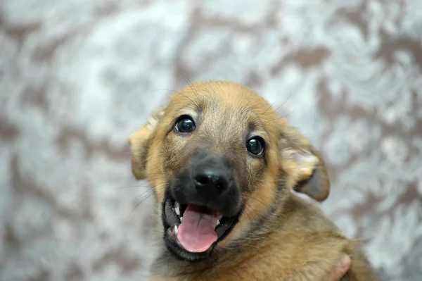 Funny purebred puppy — Stock Photo, Image