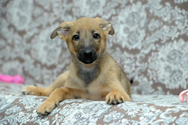 Funny purebred puppy — Stock Photo, Image