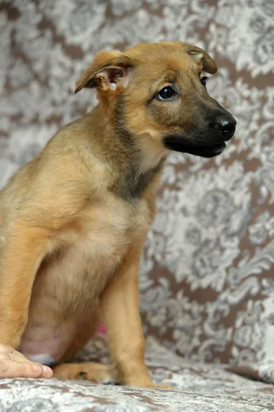 Divertente cucciolo di razza pura — Foto Stock