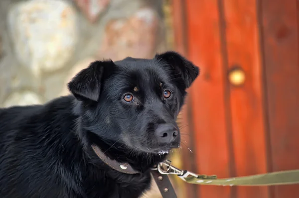 Preto cão rafeiro na neve — Fotografia de Stock