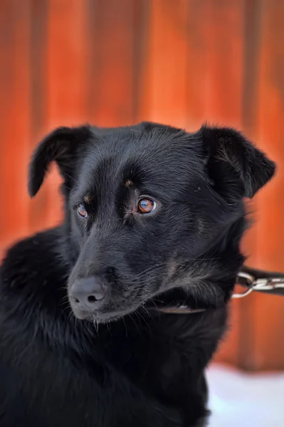 Zwarte bastaard hond in de sneeuw — Stockfoto