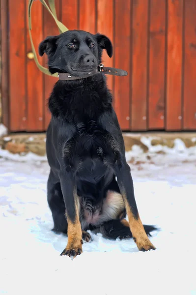 Black mongrel dog in the snow — Stock Photo, Image