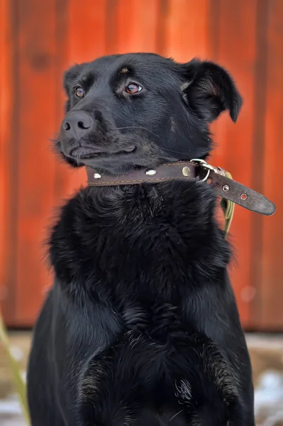 Schwarzer Mischlingshund im Schnee — Stockfoto