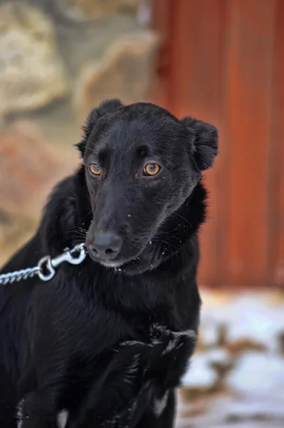 Preto cão rafeiro na neve — Fotografia de Stock