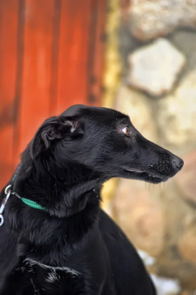 Chien bâtard noir dans la neige — Photo