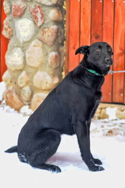 Chien bâtard noir dans la neige — Photo